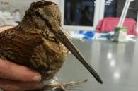 houtsnip gered van de kou