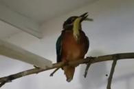 ijsvogel eet vis