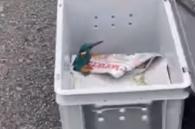 ijsvogel in box klaar om vrij te laten
