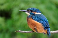 foto ijsvogel door Klaas Huwel