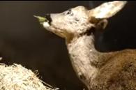 jonge ree eet braamblaadjes
