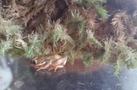 rietkikker in terrarium