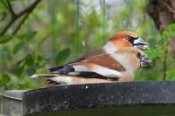 koppeltje appelvinken in tuin