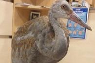 canadese kraanvogel op  wandel