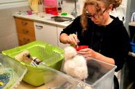 vrijwilliger moeder voor jong vogeltjes