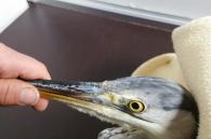 Vogel tegen stroomkabel gevlogen