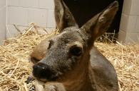 ree in box bij SOS Wilde dieren