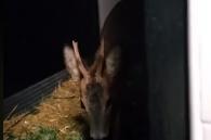 ree eet bramen en wilgentakken