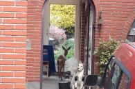 ree in veranda gevonden