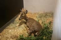 ree in ons wildlife hospitaal