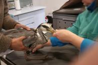 reiger gered uit draad