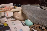 reiger krijgt ei