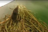 jonge spitsmuis al wat ouder