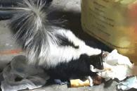 interventie stinkdier in garage