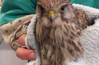 nieuwe torenvalk in wildlife hospitaal