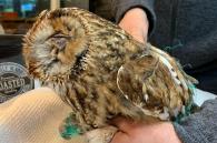 uil vast in dun groen net