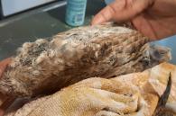 vleugel van uil vol met lijm