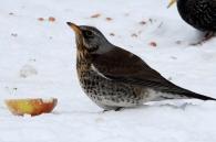 vogel eet appel