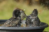 vogels in badje