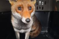 vos