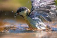 vogel in waterbad