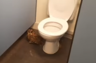 uil in toilethokje