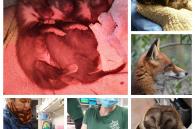foto's verschillende dieren