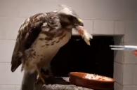 witte buizerd eet