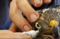 oog witte buizerd wordt behandeld
