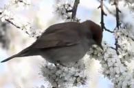 zwartkop drinkt nectar